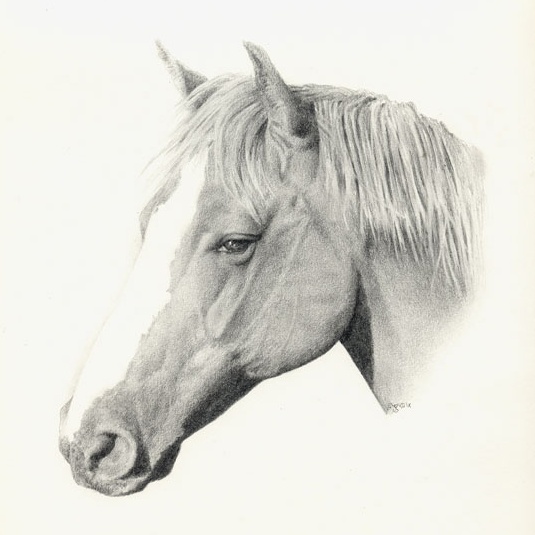 horse4 (535x535, 69Kb)