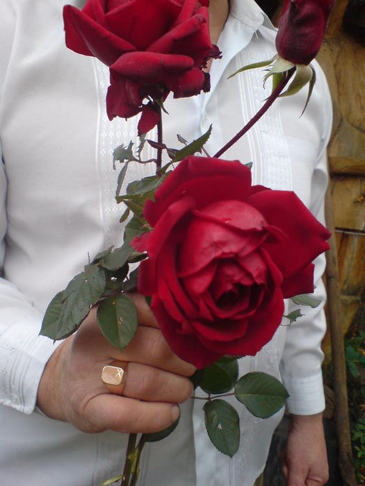 DSC04492 (525x700, 48Kb)