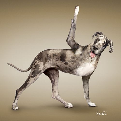 Yoga-dogs-11 (500x500, 24Kb)