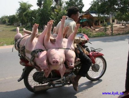 1207762455_001_pigs (450x342, 39Kb)