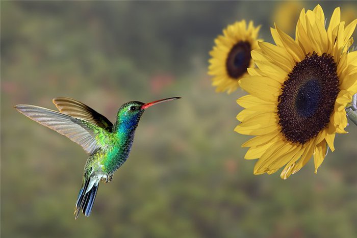 a64f7c4d66f3 (700x467, 44Kb)