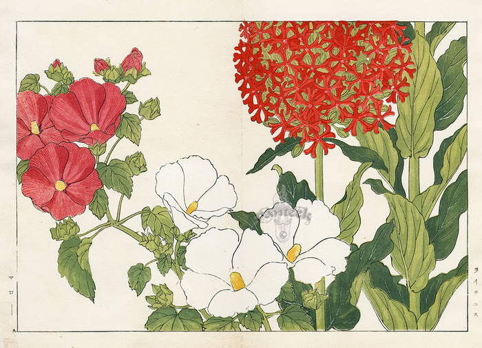 3035399_kon36271lychnis_mallow (700x506, 195Kb)