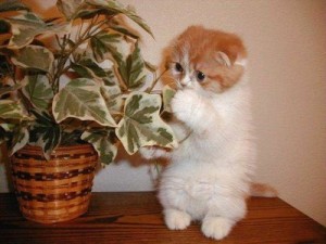 cat_eating_plant-300x225 (300x225, 21Kb)