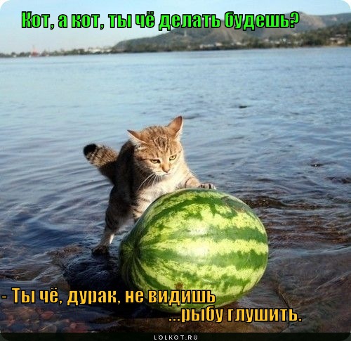 rybalka-kote_1315477682 (500x485, 74Kb)