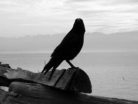crow (279x210, 8Kb)