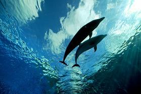 dolphin (279x187, 12Kb)