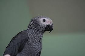 parrot (279x186, 5Kb)