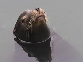 sea dog (279x210, 5Kb)