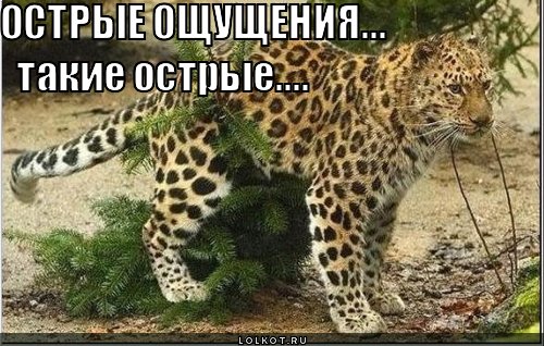 ostryye-oschuscheniya_1312552968 (500x318, 64Kb)