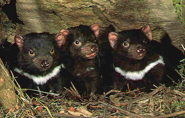 tassiedevils (605x386, 24Kb)