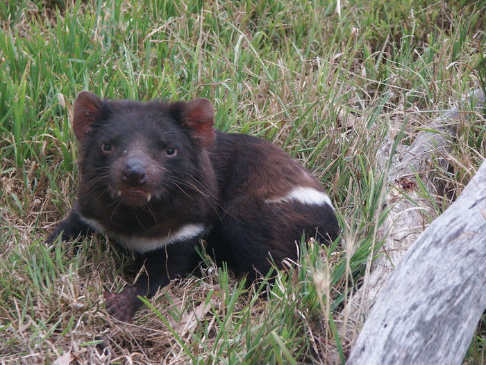 tasmanian_devil_image_008851_800_600 (700x525, 163Kb)