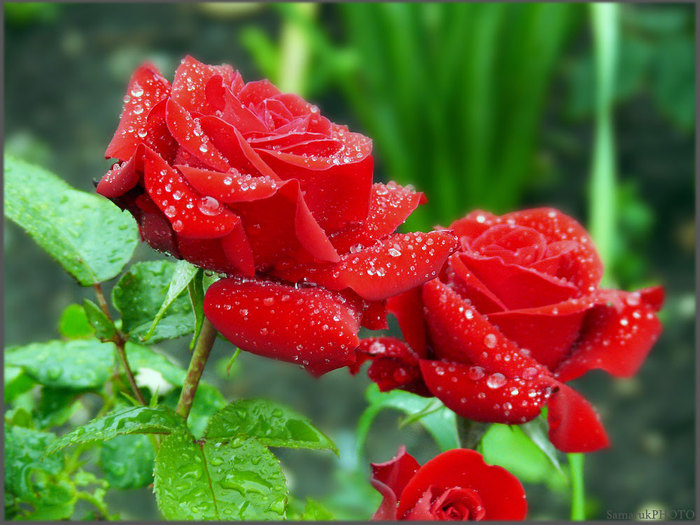 3763836_large (700x525, 108Kb)