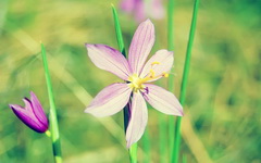 0-Amazing_Flowers_Wallpapers_46 (240x150, 14Kb)
