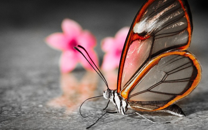 pink-flowers-butterfly_gregfoster_ncnd (700x437, 87Kb)