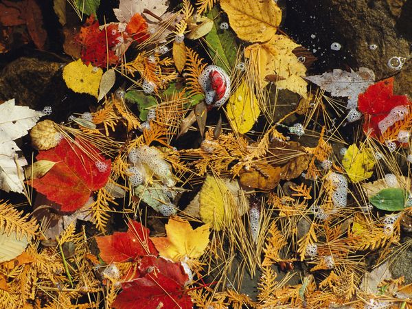autumn-colors-appalachian-trail (600x450, 103Kb)