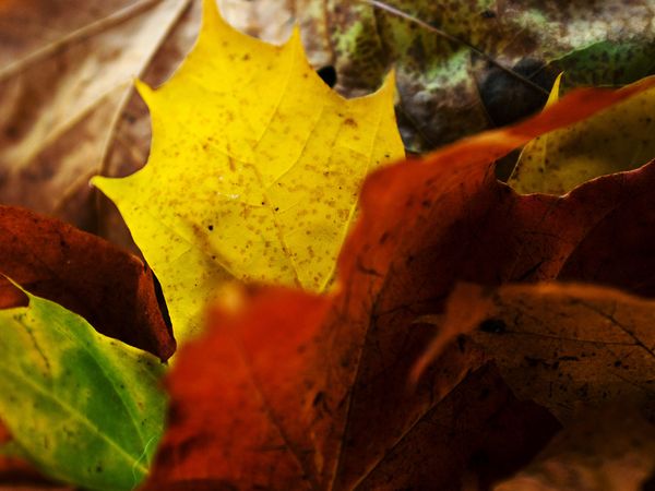 autumn-colors-finland-fall (600x450, 39Kb)