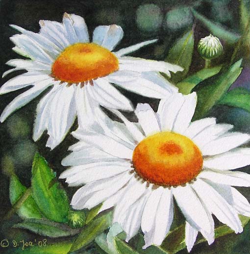 white-daisies (510x519, 91Kb)