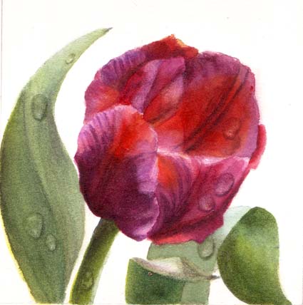 tulip-with-dewdrops-4x4 (425x428, 57Kb)