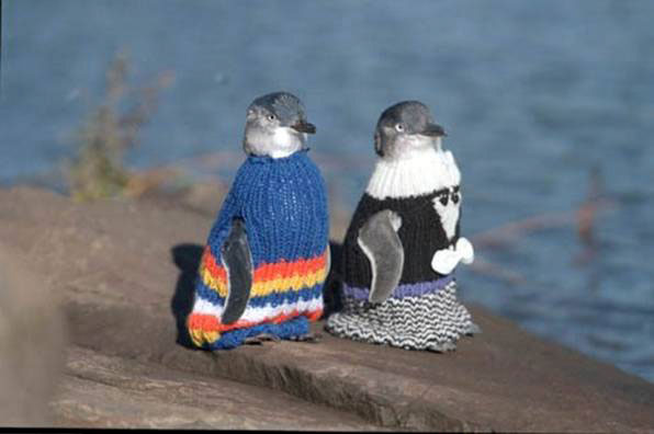 2827014_penguin_sweaters (596x396, 29Kb)