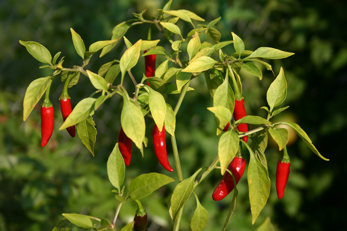 Thai_peppers1317999315 (700x466, 112Kb)