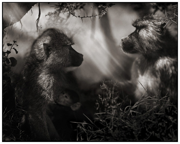 cherno-belye-fotografii-dikih-zhivotnyh-iz-afriki-baboons (700x562, 125Kb)
