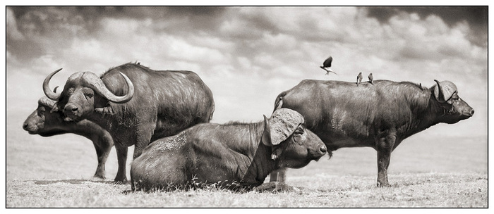 cherno-belye-fotografii-dikih-zhivotnyh-iz-afriki-buffalo (700x304, 86Kb)