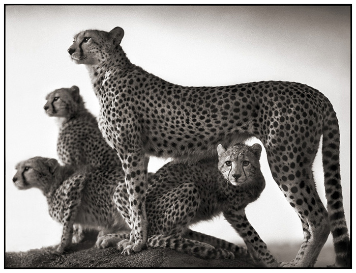 cherno-belye-fotografii-dikih-zhivotnyh-iz-afriki-cheetah (700x536, 146Kb)