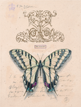  chad-barrett-filigree-papillon (532x700, 675Kb)