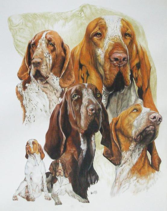 Bracco_Italiano_wGhost_19x24WC-CP_2009 (554x700, 54Kb)