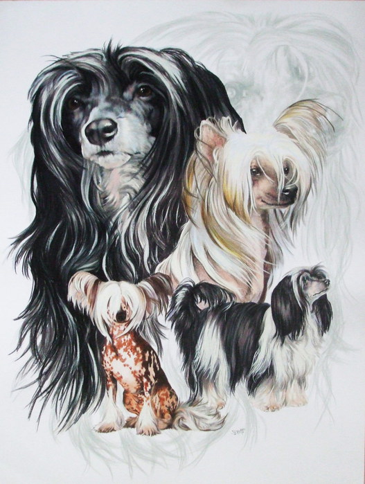 Chinese_Crested_wGhost_18x24WC-CP_2009 (527x700, 105Kb)