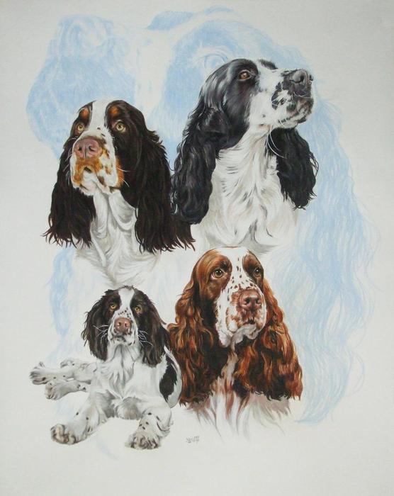 English_Springer_Spaniel_wGhost_19x24WC-CP_2009 (556x700, 46Kb)