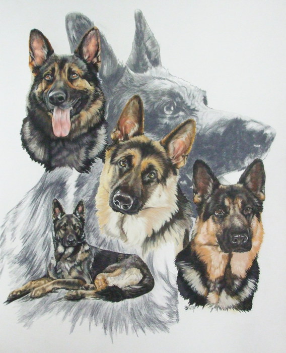 German_Shepherd_wGhost_19x24WC-CP_2009 (568x700, 100Kb)