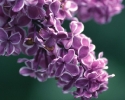 thumbs_lilacflowers (125x100, 14Kb)