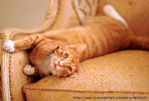 photolibrary_rm_photo_of_cat_on_couch (493x335, 97Kb)