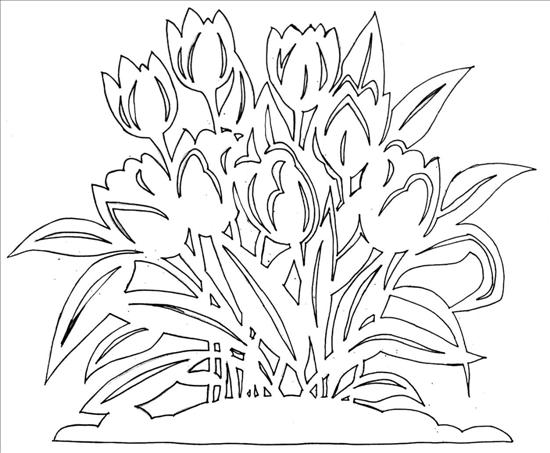 tulipany (550x453, 50Kb)
