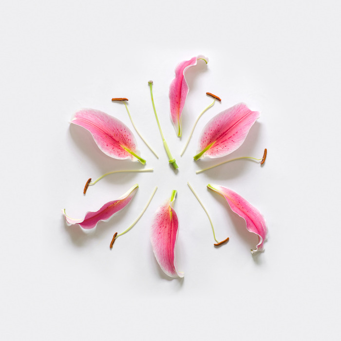 exploded-lily-2-portofolio-rag-A3 (700x700, 62Kb)