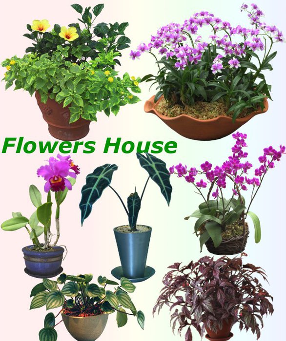 3291761_01Flowers_House (586x700, 112Kb)