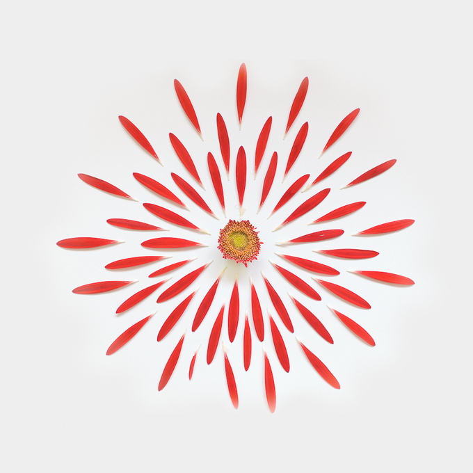 gerbera-exploded-1a-portfolio-rag-A3-thumb-680x680-167463 (680x680, 292Kb)