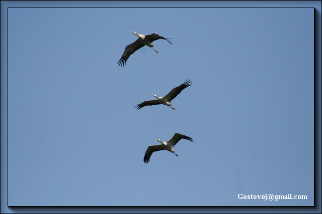 IMG_5148abz (640x427, 98Kb)