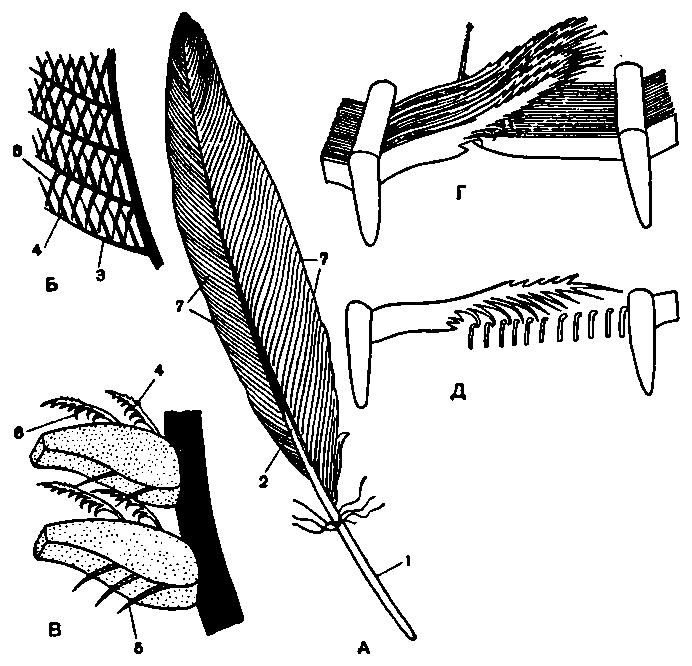 Расположение контурного пера у птицы. Птичье перо строение. Перо птицы строение. Строение контурного пера птицы. Перо птицы анатомия.