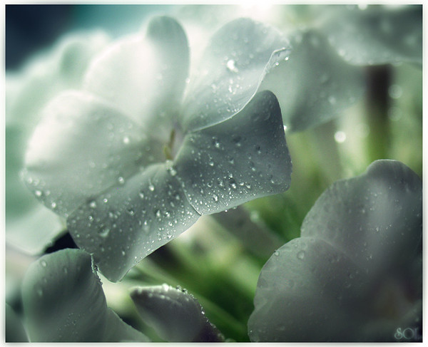 flower_by_inSOLense (600x487, 64Kb)