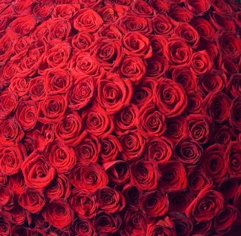 99roses3__69711_zoom (350x343, 141Kb)