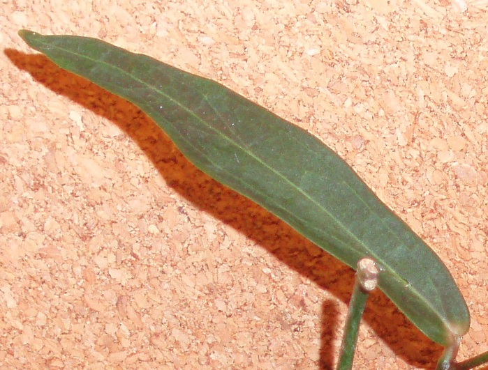 kenejiana__2 (700x531, 169Kb)