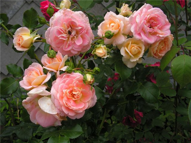 74324190_89786a7ff04c (640x480, 70Kb)