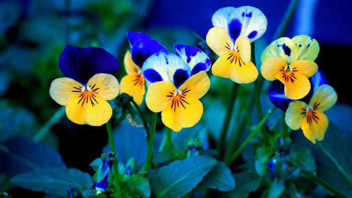 Yellow-and-blue-flowers_1920x1080 (700x393, 83Kb)