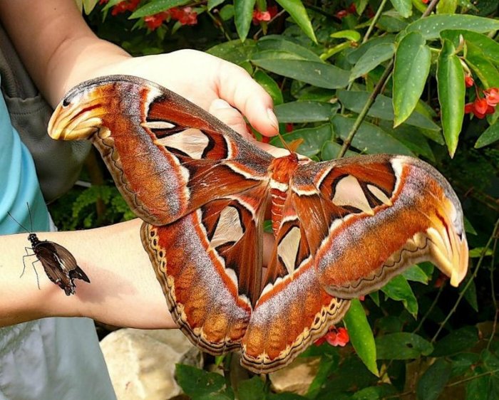 Attacus atlas2 (700x562, 107Kb)