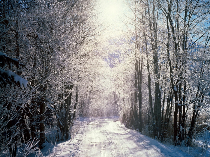 Image_0610.Bern.Snowy_Woods (700x525, 383Kb)