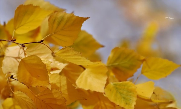 541 (600x360, 36Kb)
