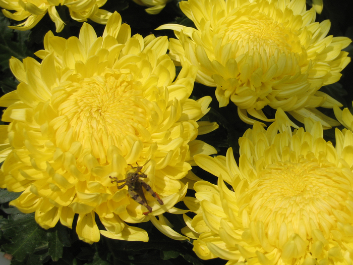 All sizes  Chrysanthemums IMG_4296  Flickr - Photo Sharing! (700x525, 950Kb)