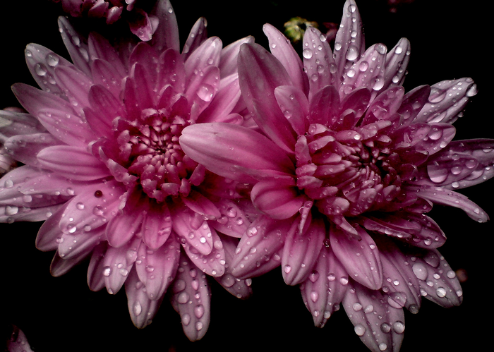 All sizes  Chrysanthemum.. the autumn flower...  Flickr - Photo Sharing! (700x499, 678Kb)